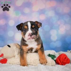 Mia, Miniature Bulldog Puppy